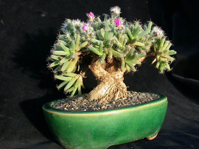 trichodiadema densum 01