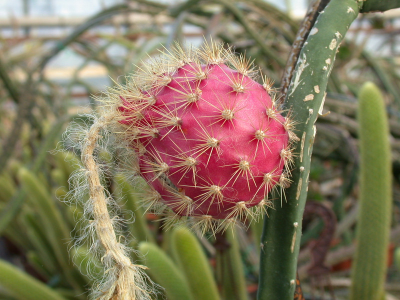 selenicereus grandiflorus 02
