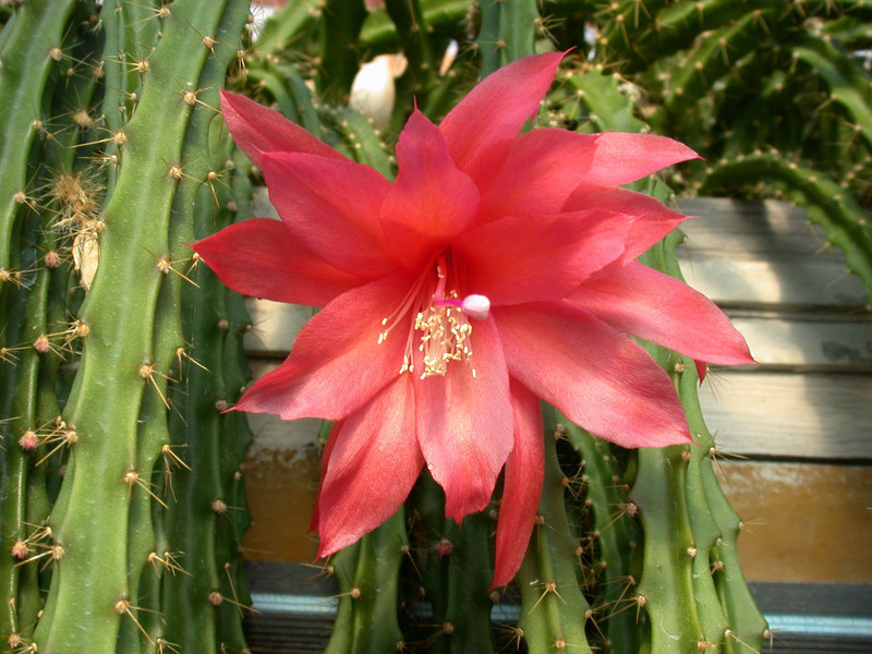 aporocactus shirley 3