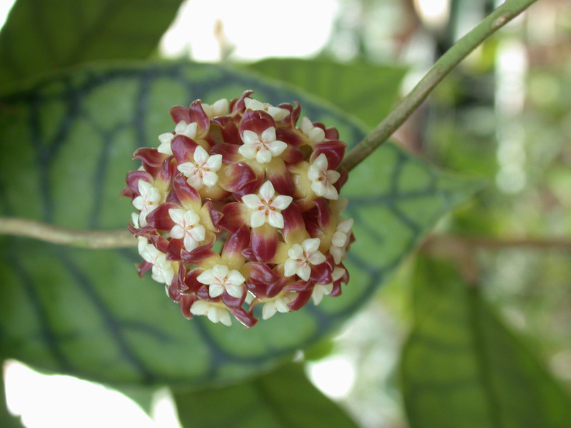 hoya meredithii borneo 3425 2