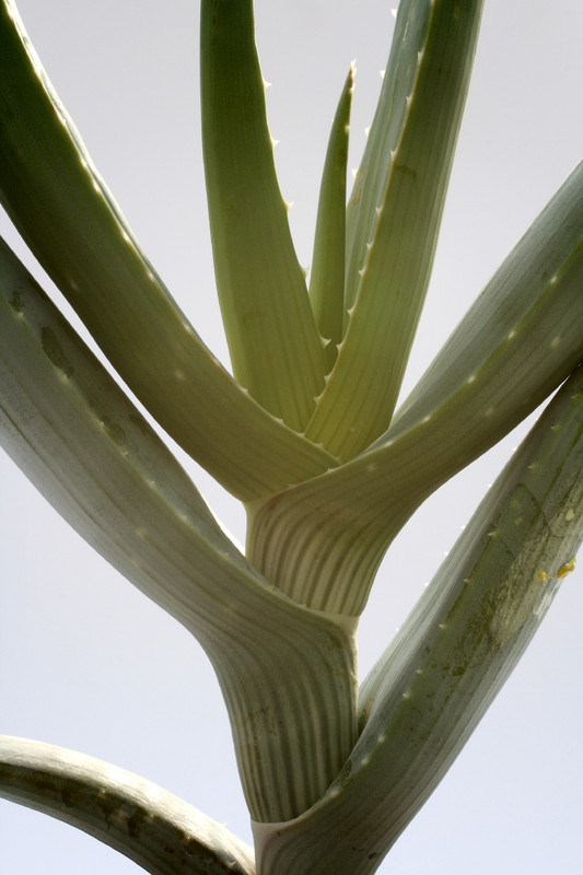 aloe comosa 8119