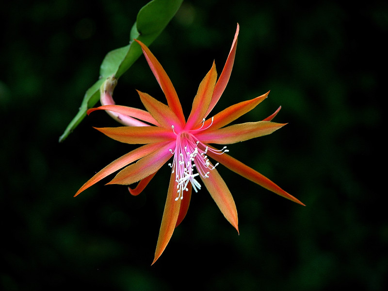 eh jalisco joy 01