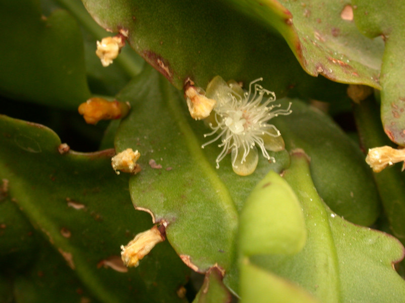 rhipsalis crispata 02