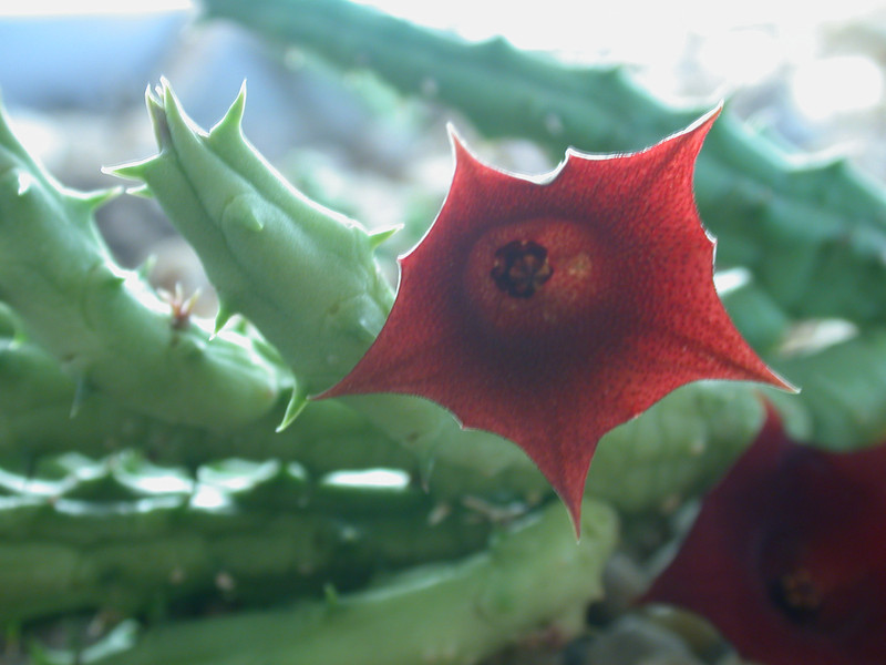 huernia arabica lavr 13103 es3421 yemen 03