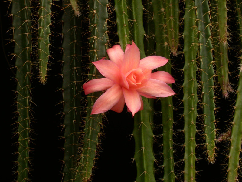 aporocactus no5 1