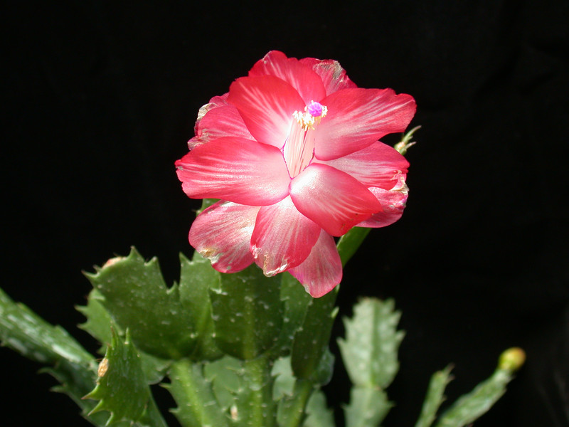 schlumbergera pasadena 07