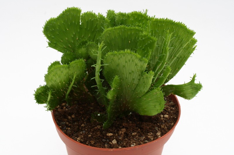 euphorbia flanaganii cristata 6930 sm