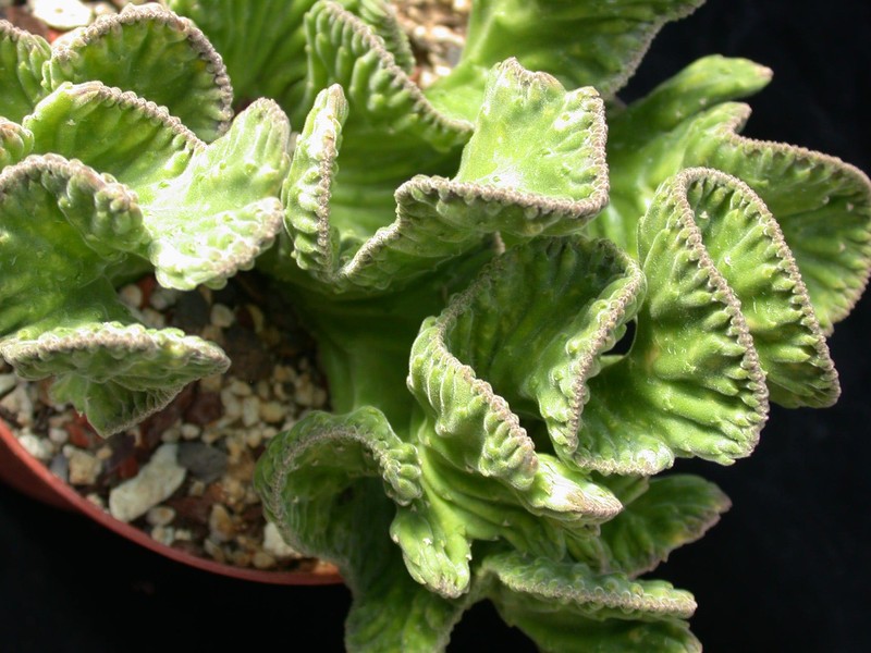 stapelia desmetiana cristata 03