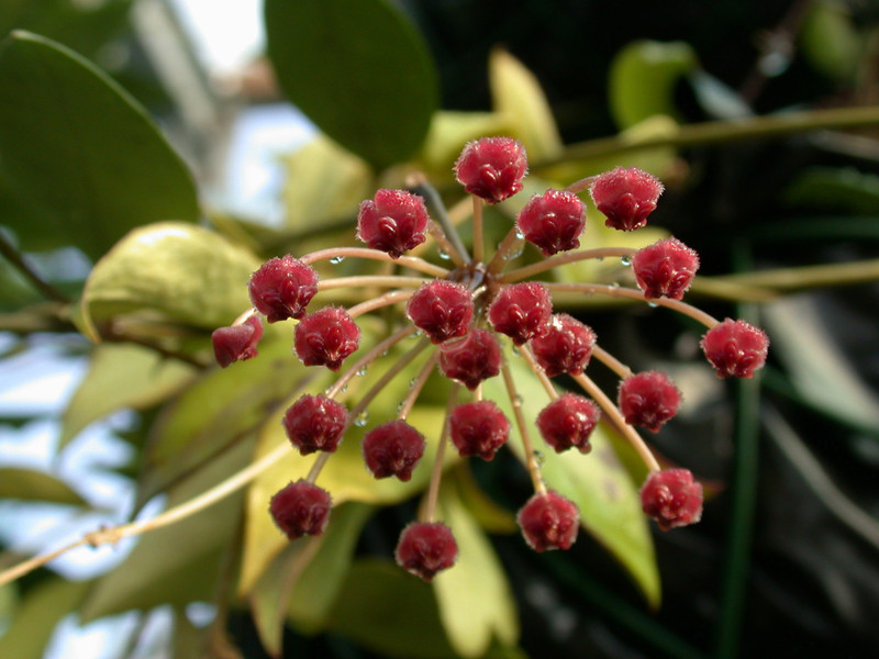 hoya sp 3759 01