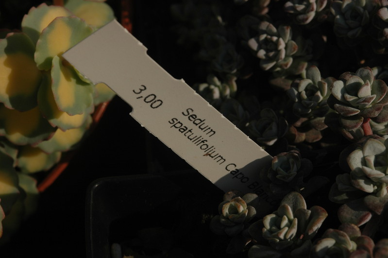 sedum spatulifolium capo blanco 1362