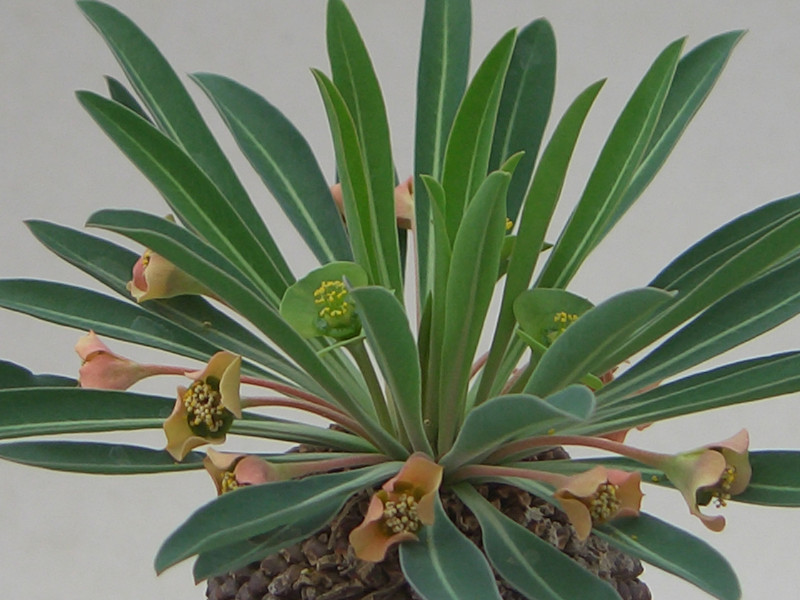 euphorbia bupleurifolia 1807