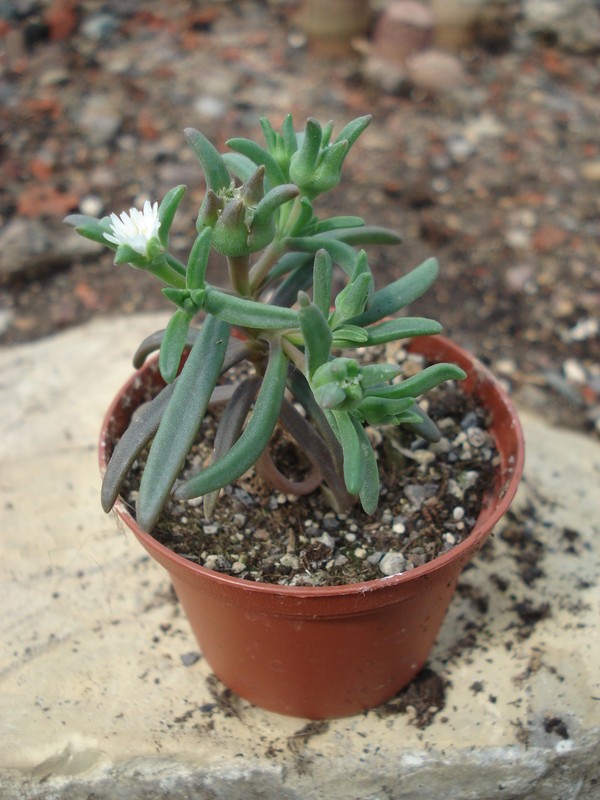 mestoklema macrorrhizum mg1778 46