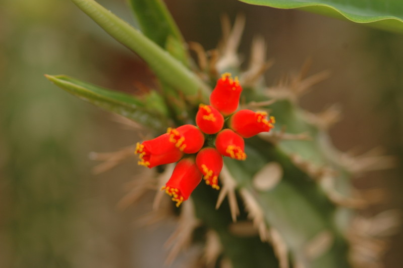 euphorbia vigueri 1078