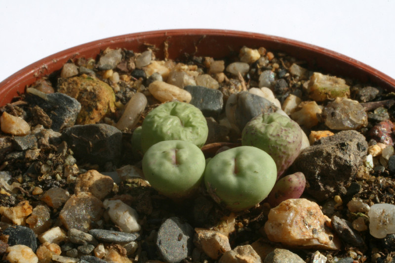 conophytum breve narap 2950