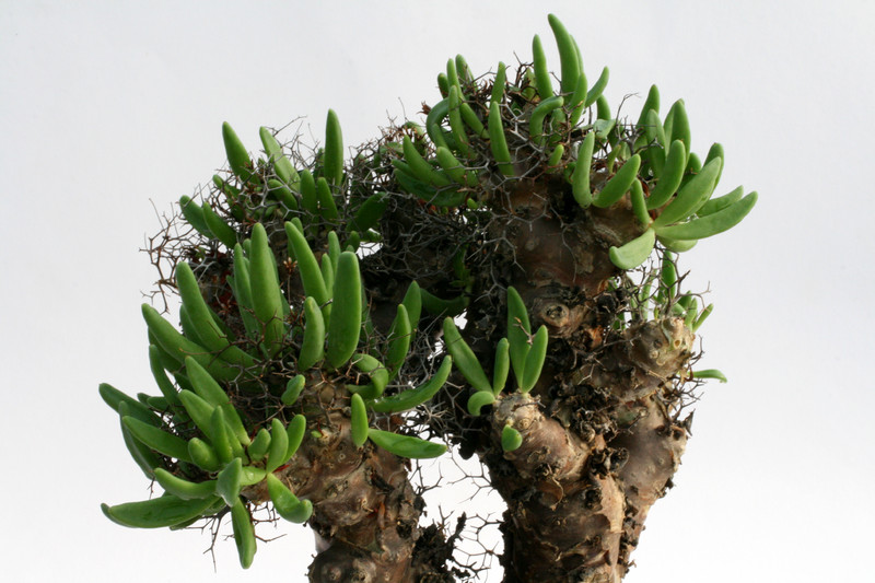 tylecodon reticulatus 0746