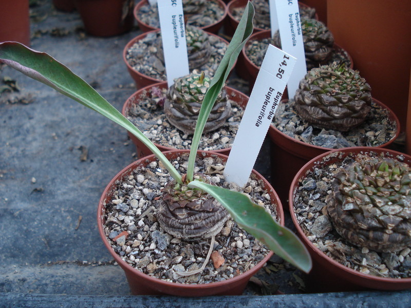 euphorbia bupleurifolia 9955
