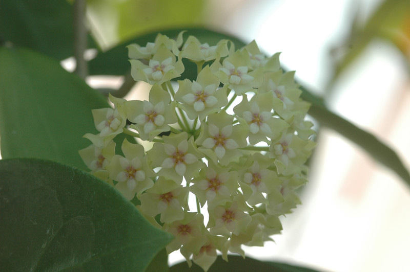 hoya parasitica india 12
