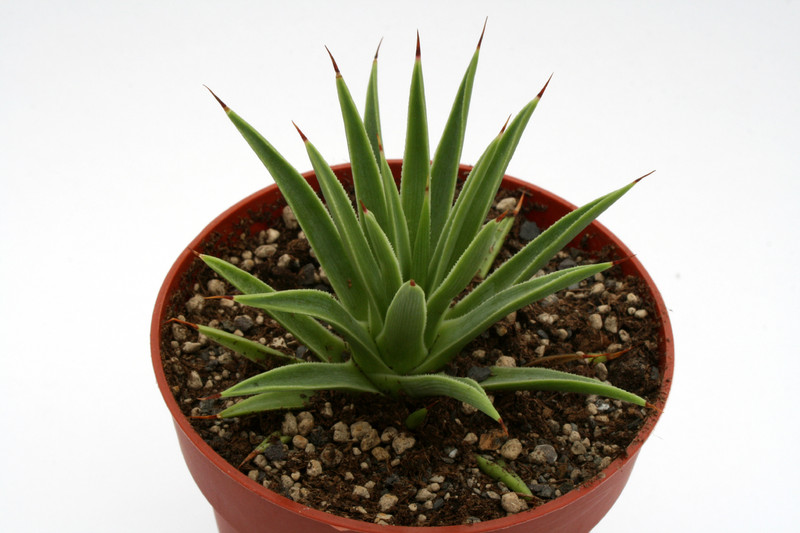 agave stricta nana 6925