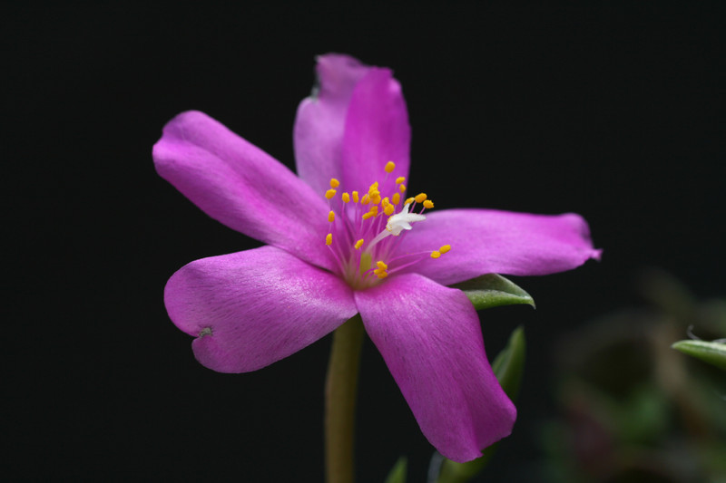 anacampseros rufescens 1001