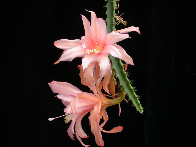 aporocactus tangerine 01