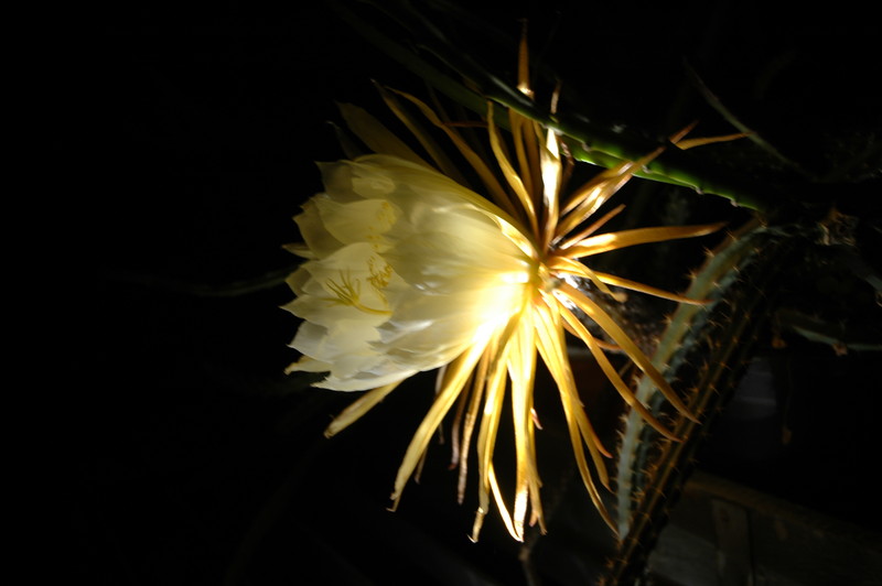 selenicereus coniflorus 1373