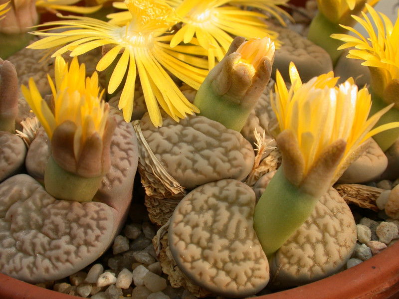 lithops hookeri susannae c91 03