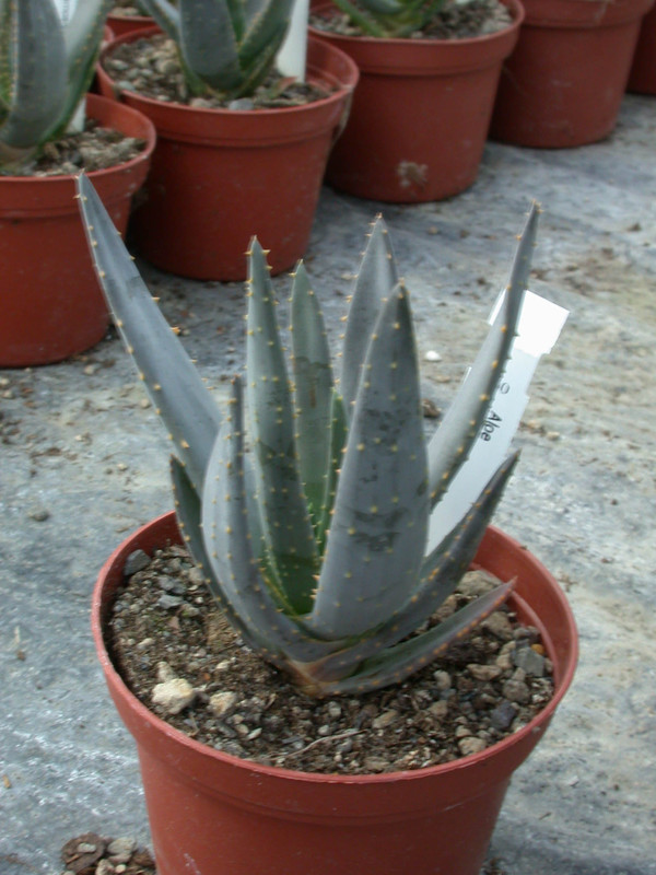 aloe ramosissima1