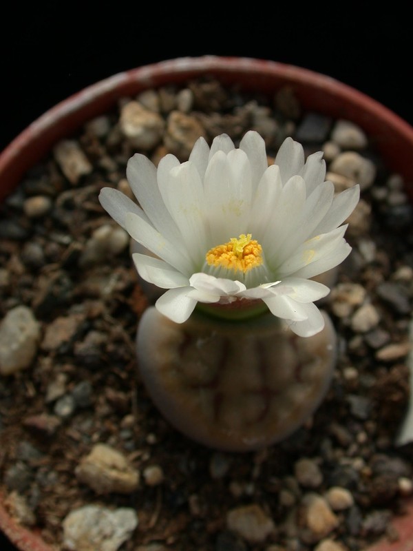lithops karasmontana mickbergensis 01