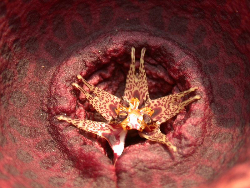 tavaresia barklyi x orbea variegata peh2553 05