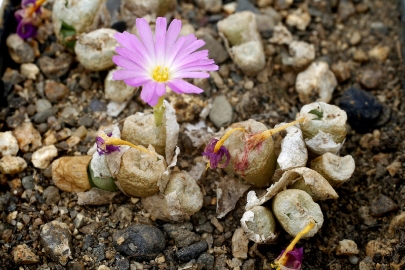 conophytum ectypum umdaus 0892