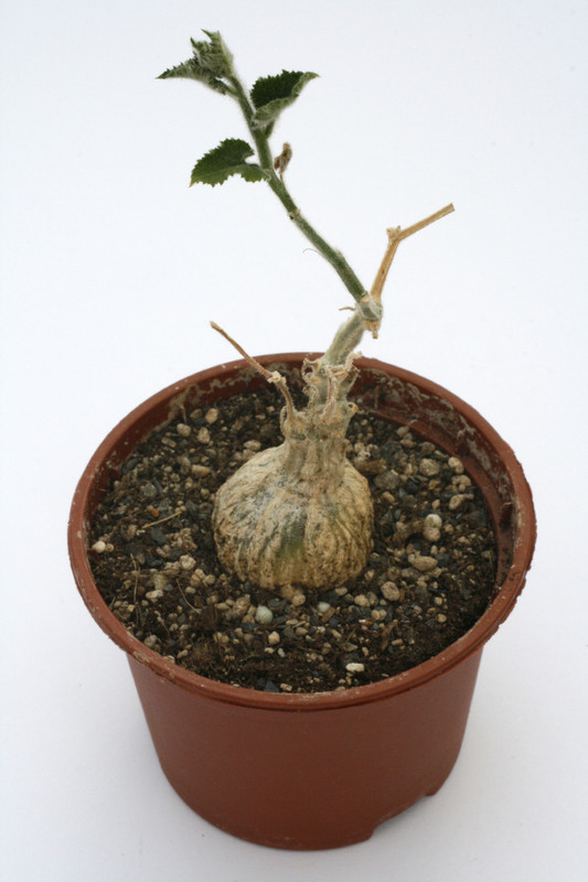 kedrostis leloja 7542