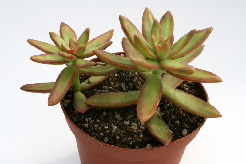 sedum nussbaumerianum 7567