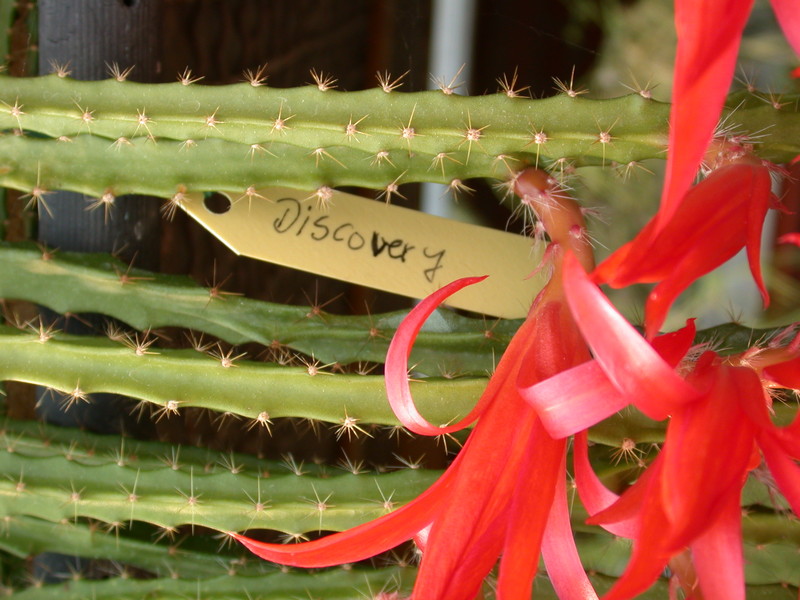 aporocactus discovery 77