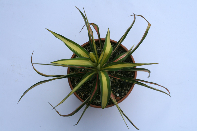 yucca filamentosa colour guard 9388