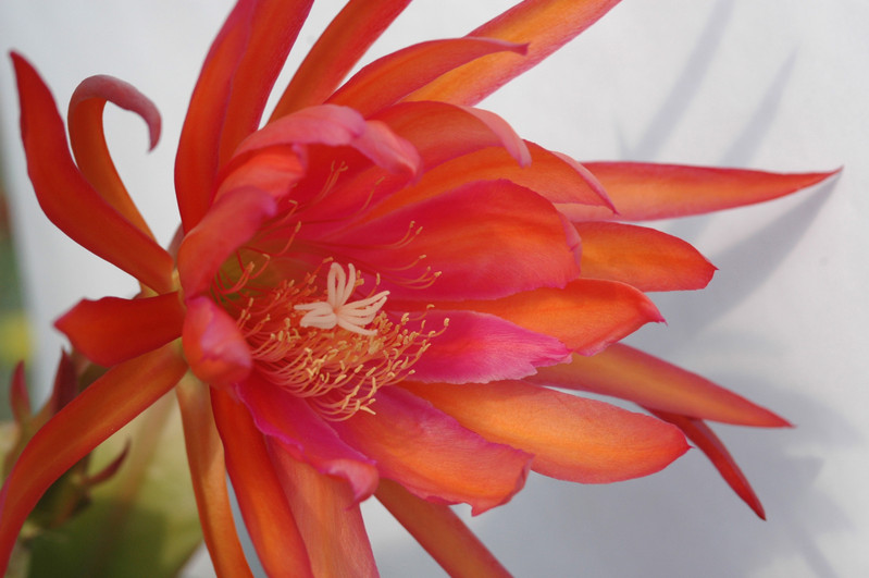 eh coral dance 5804 07