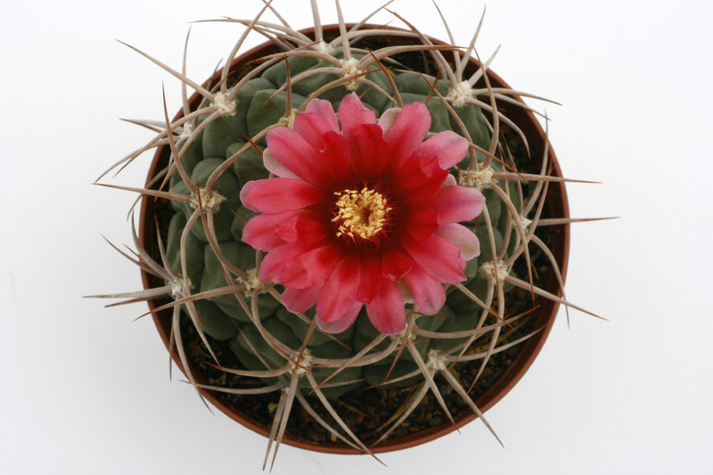 gymnocalycium oenathemum 9923