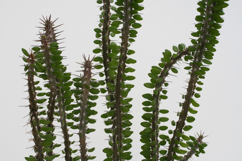 allaudia procera 70cm 3491