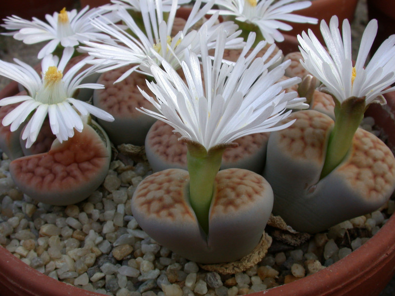 lithops karasmontana mickbergensis c168 01