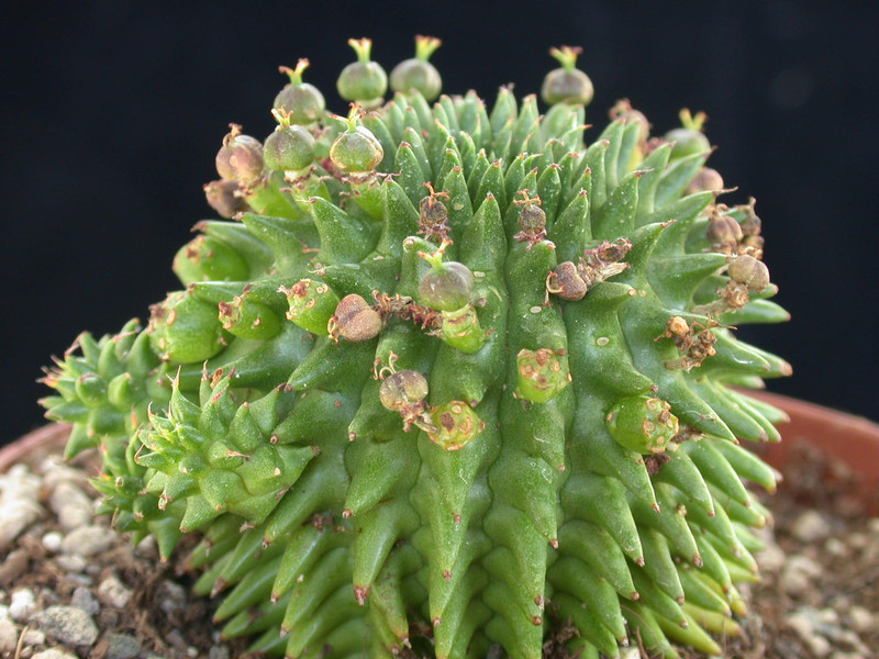 euphorbia suzannae 11