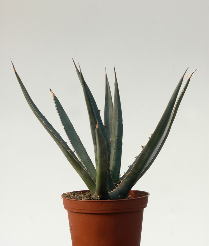 agave xylonacantha 8461