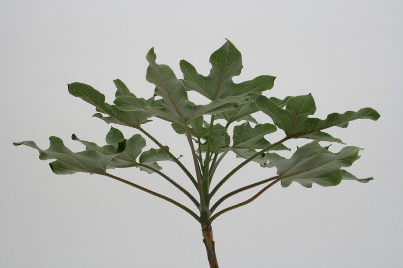 uncarina decaryi 3553