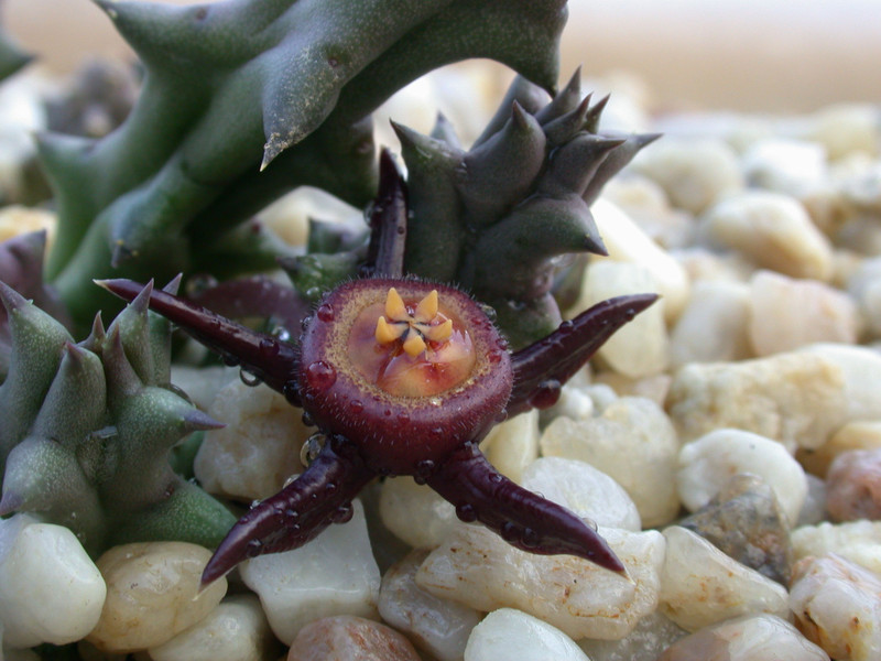 duvalia caespitosa worchester1