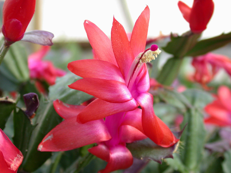 schlumbergera thor alice 03