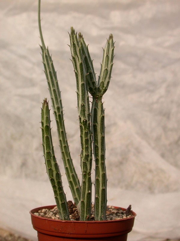 senecio stapeliaeformis greggii 01