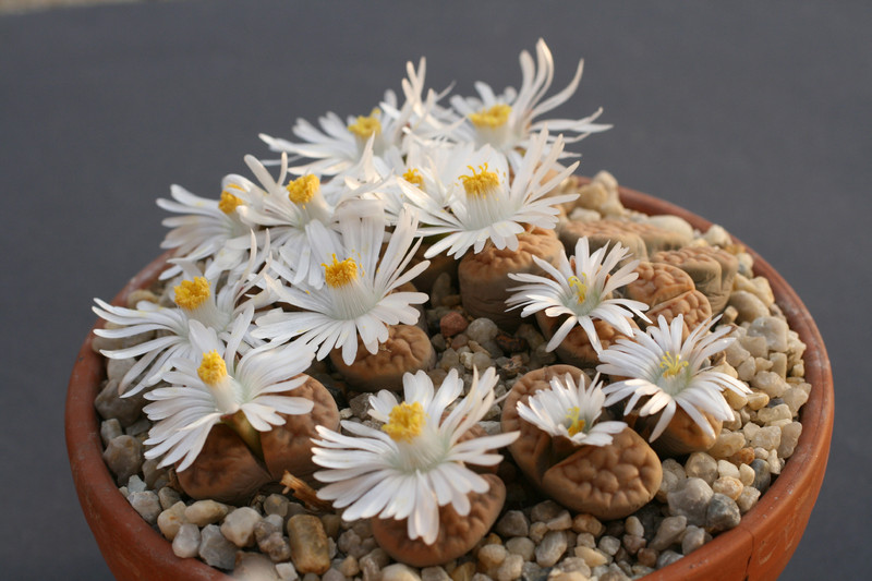 lithops karasmontana mickbergensis 7350 c168 0186