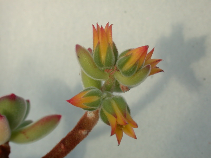 echeveria pulvinata 9973