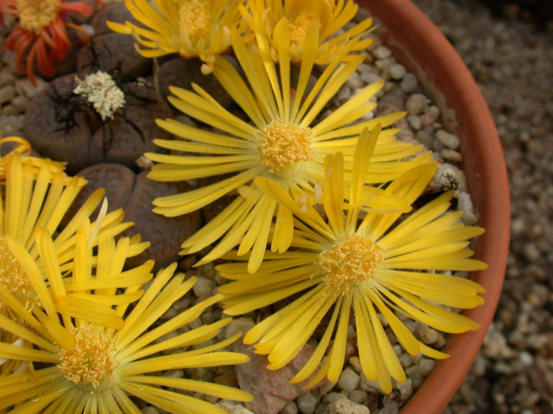 lithops hookeri subfenestrata brunneoviolaceae c19 03