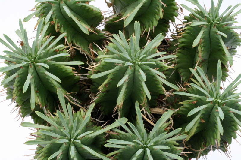 euphorbia restituta hybr 0078