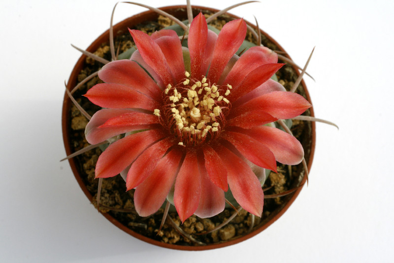 gymnocalycium carminanthum p133 0628