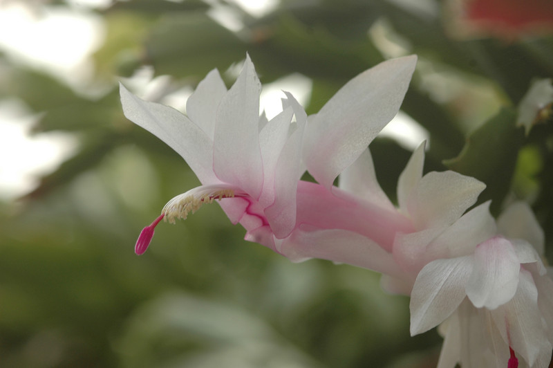 schlumbergera pasedena 8646